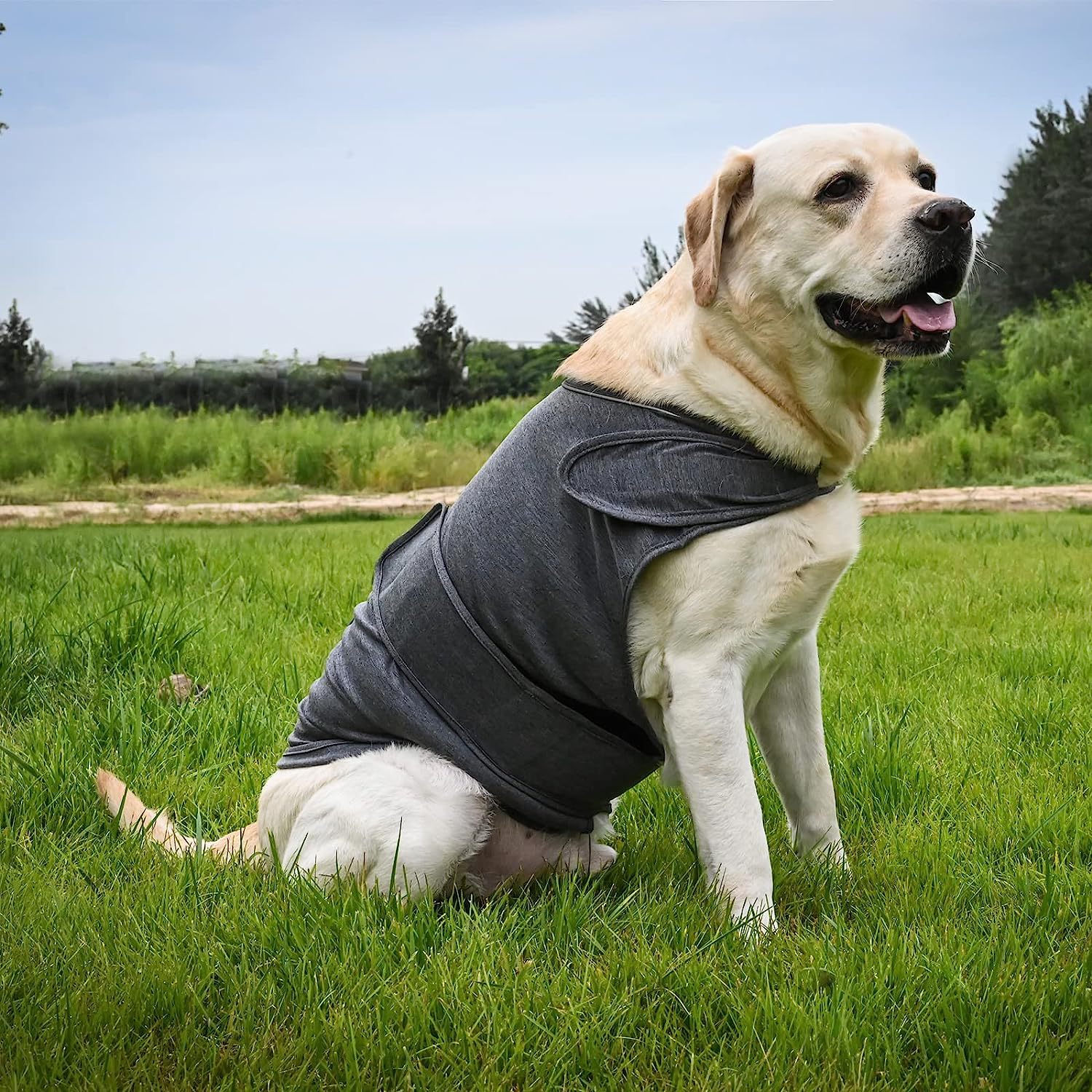 Calming Anxiety Vest for Dogs — Gentle Compression for Stress Relief